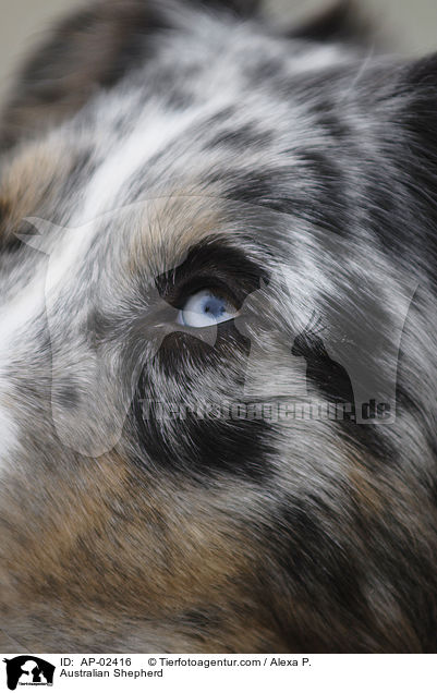 Australian Shepherd / AP-02416