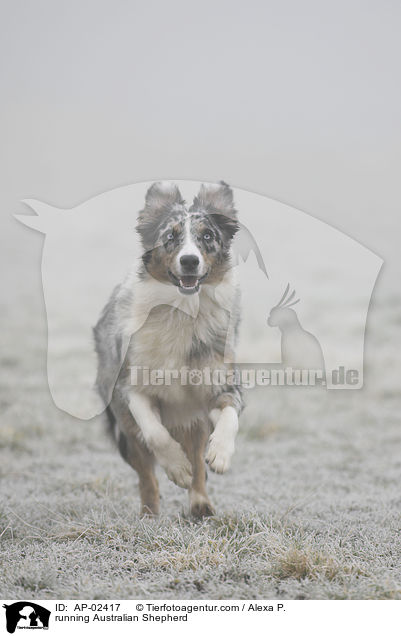 running Australian Shepherd / AP-02417