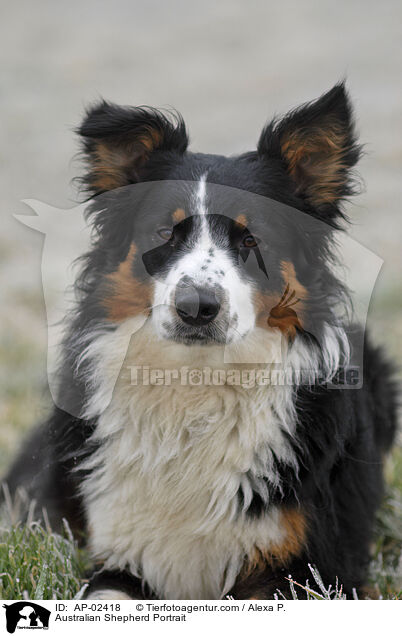 Australian Shepherd Portrait / AP-02418