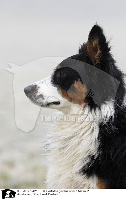 Australian Shepherd Portrait / AP-02421