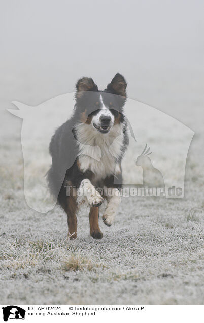 running Australian Shepherd / AP-02424