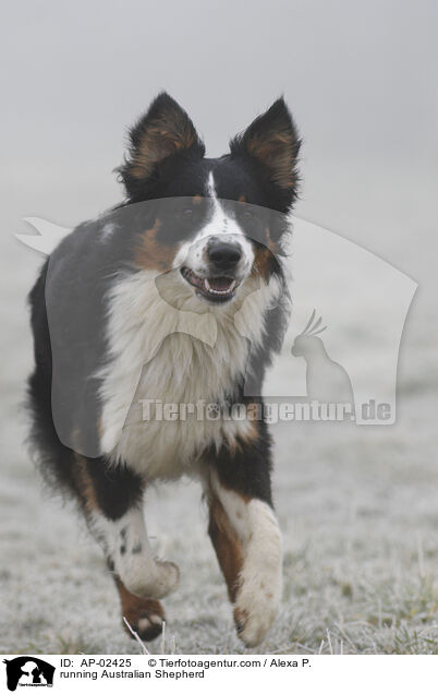 rennender Australian Shepherd / running Australian Shepherd / AP-02425