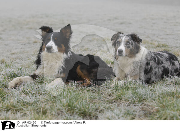 Australian Shepherds / AP-02426
