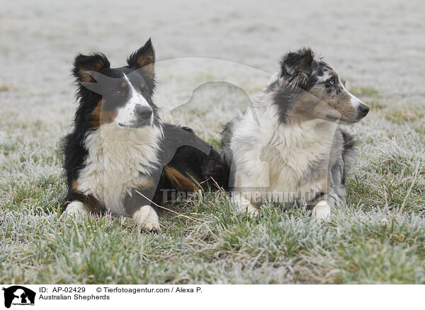 Australian Shepherds / AP-02429