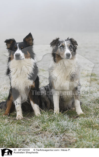 Australian Shepherds / AP-02430