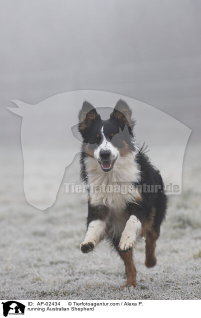 running Australian Shepherd / AP-02434
