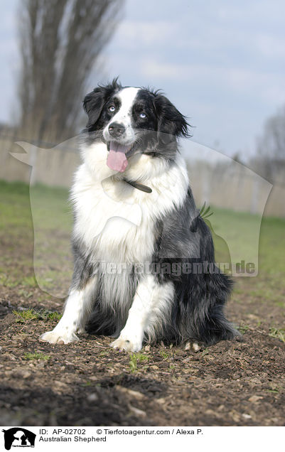 Australian Shepherd / AP-02702