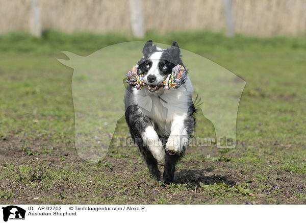 Australian Shepherd / AP-02703