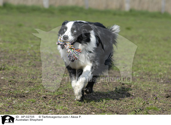 Australian Shepherd / AP-02705