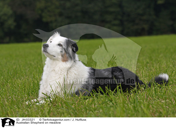Australian Shepherd on meadow / JH-03321
