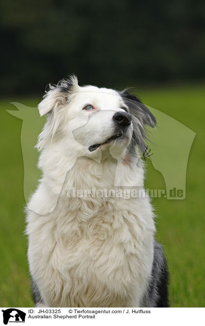 Australian Shepherd Portrait / JH-03325