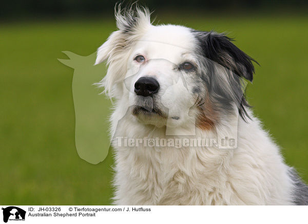 Australian Shepherd Portrait / JH-03326