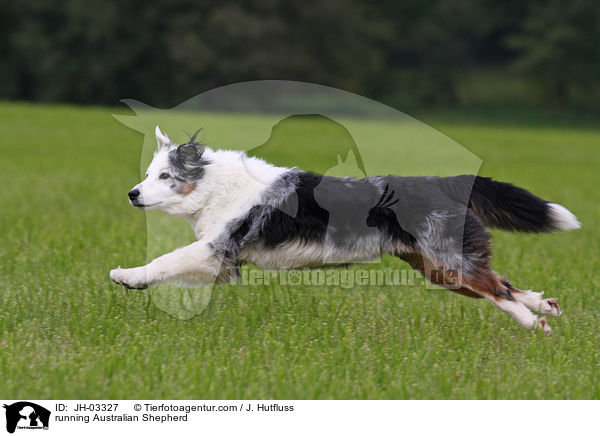 running Australian Shepherd / JH-03327
