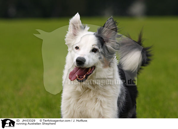 running Australian Shepherd / JH-03329