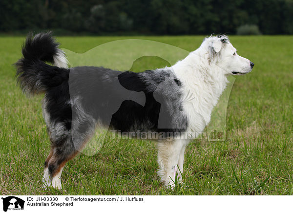 Australian Shepherd / JH-03330