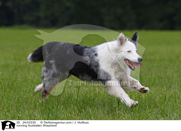running Australian Shepherd / JH-03335