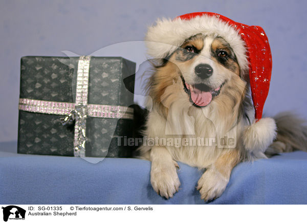Australian Shepherd / Australian Shepherd / SG-01335