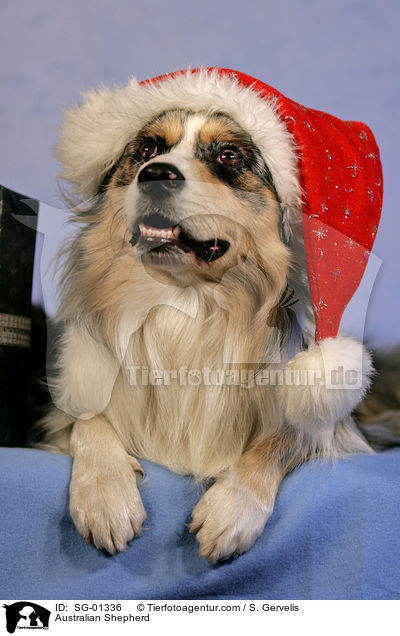 Australian Shepherd / Australian Shepherd / SG-01336