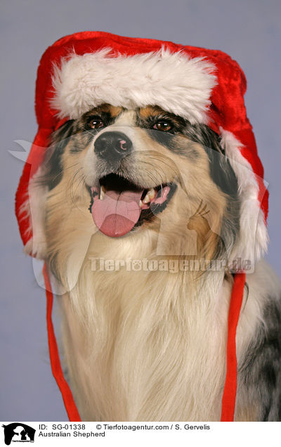 Australian Shepherd / Australian Shepherd / SG-01338