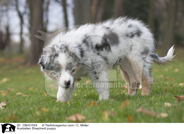 Australian Shepherd puppy / CM-01004