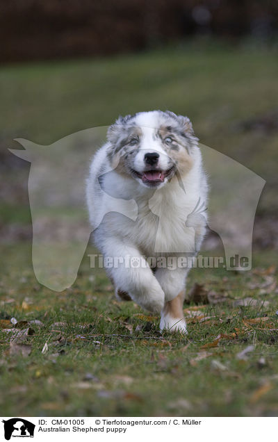 Australian Shepherd puppy / CM-01005