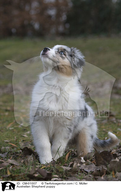 Australian Shepherd puppy / CM-01007