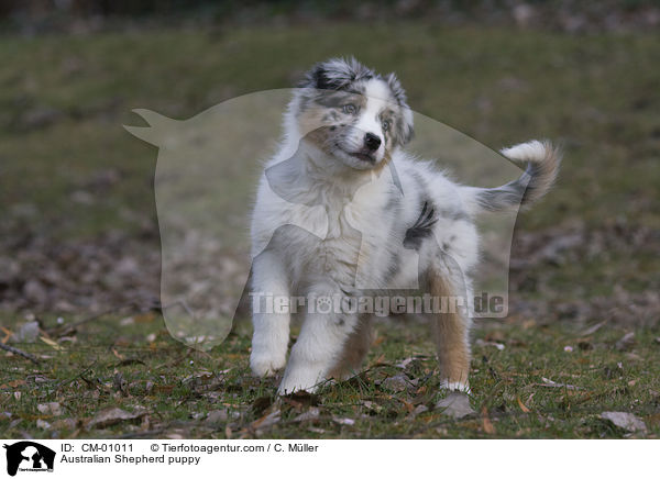 Australian Shepherd puppy / CM-01011