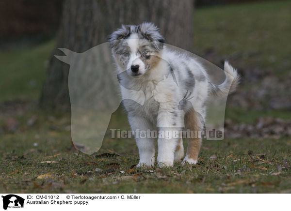 Australian Shepherd puppy / CM-01012