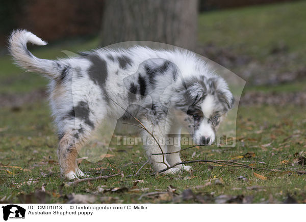 Australian Shepherd puppy / CM-01013