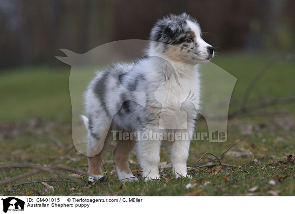 Australian Shepherd puppy / CM-01015