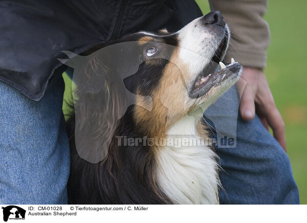 Australian Shepherd / CM-01028