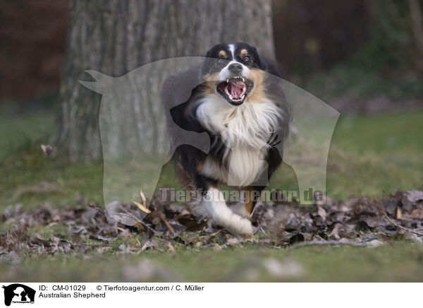 Australian Shepherd / CM-01029