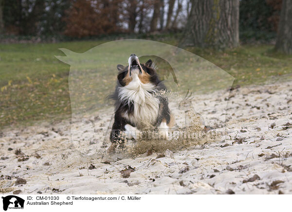 Australian Shepherd / CM-01030