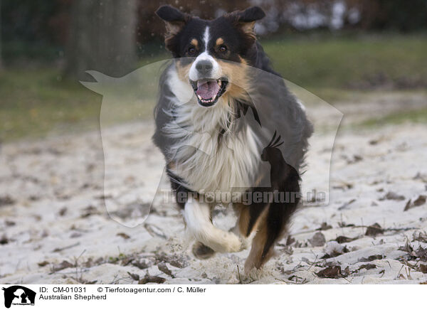 Australian Shepherd / CM-01031