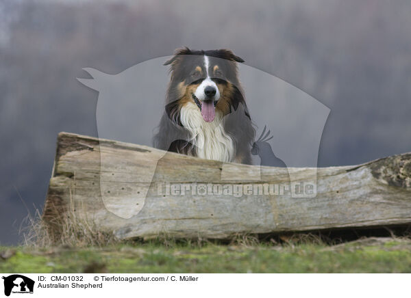 Australian Shepherd / CM-01032