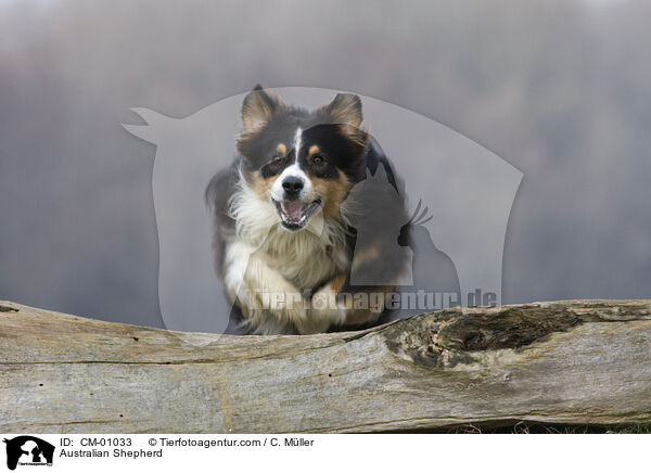 Australian Shepherd / CM-01033