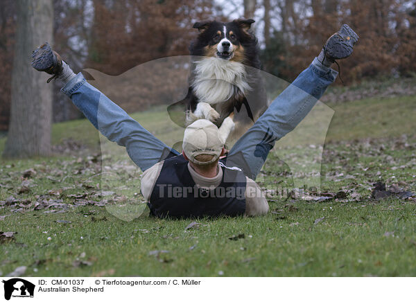 Australian Shepherd / CM-01037