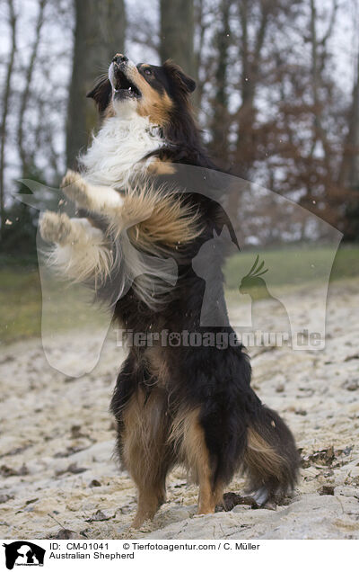 Australian Shepherd / CM-01041