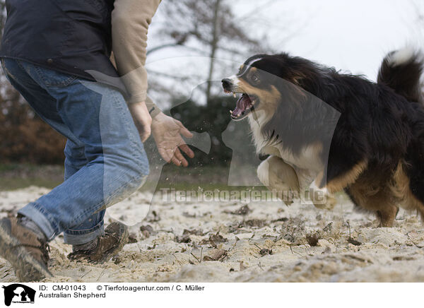 Australian Shepherd / CM-01043