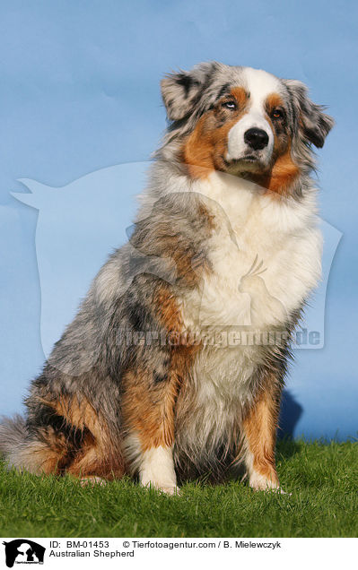 Australian Shepherd / BM-01453