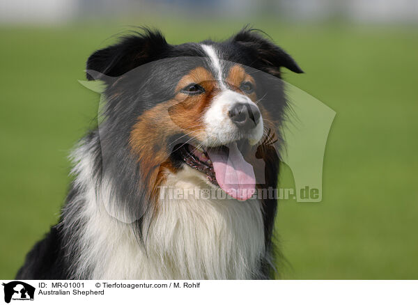 Australian Shepherd / MR-01001