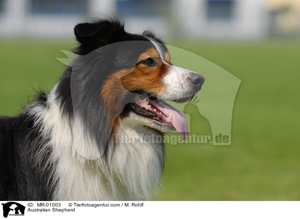 Australian Shepherd / Australian Shepherd / MR-01003