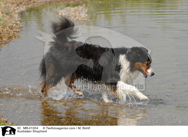 Australian Shepherd / Australian Shepherd / MR-01004
