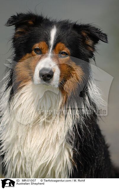 Australian Shepherd / MR-01007