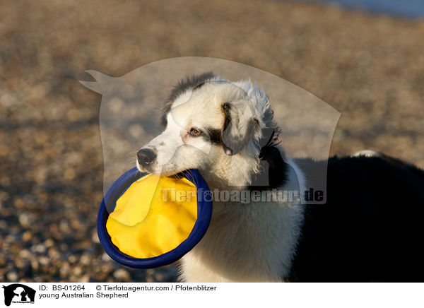 young Australian Shepherd / BS-01264
