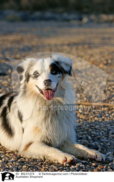 Australian Shepherd / Australian Shepherd / BS-01274