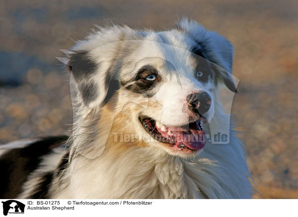 Australian Shepherd / BS-01275