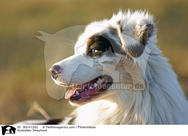 Australian Shepherd / BS-01282