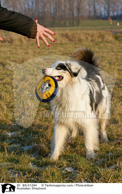 Australian Shepherd / BS-01284