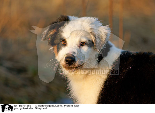young Australian Shepherd / BS-01285